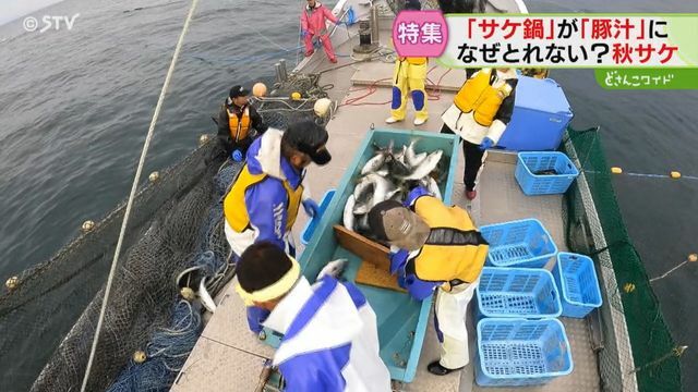 ９月から漁が解禁　