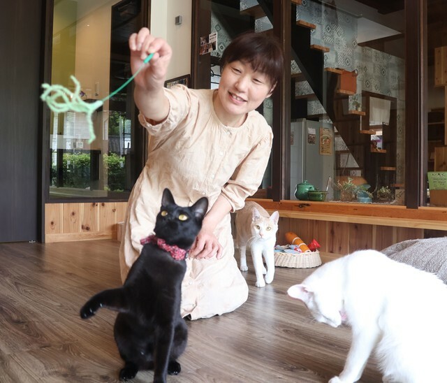 店内の触れ合いエリアで猫たちと遊ぶ森田さん（福知山市拝師・Ｎｅｋｏ茶碗）