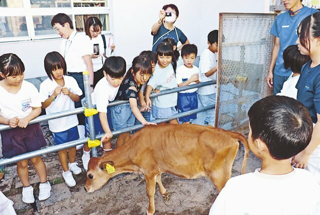 牛と触れ合う児童たち＝池多小