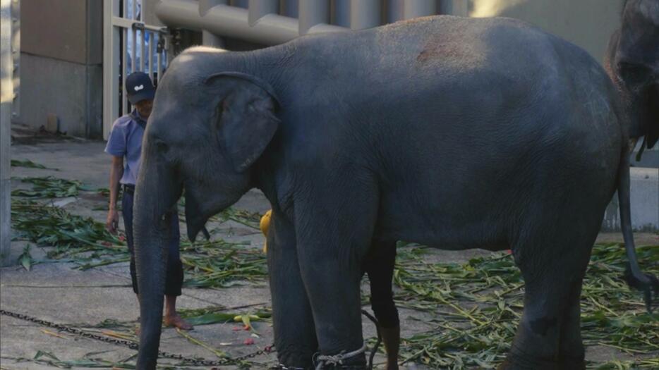 ミャンマーから福岡市動物園に