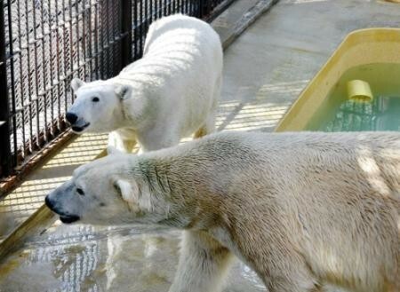 ユキ（奥）とホクト＝2018年10月、姫路市立動物園