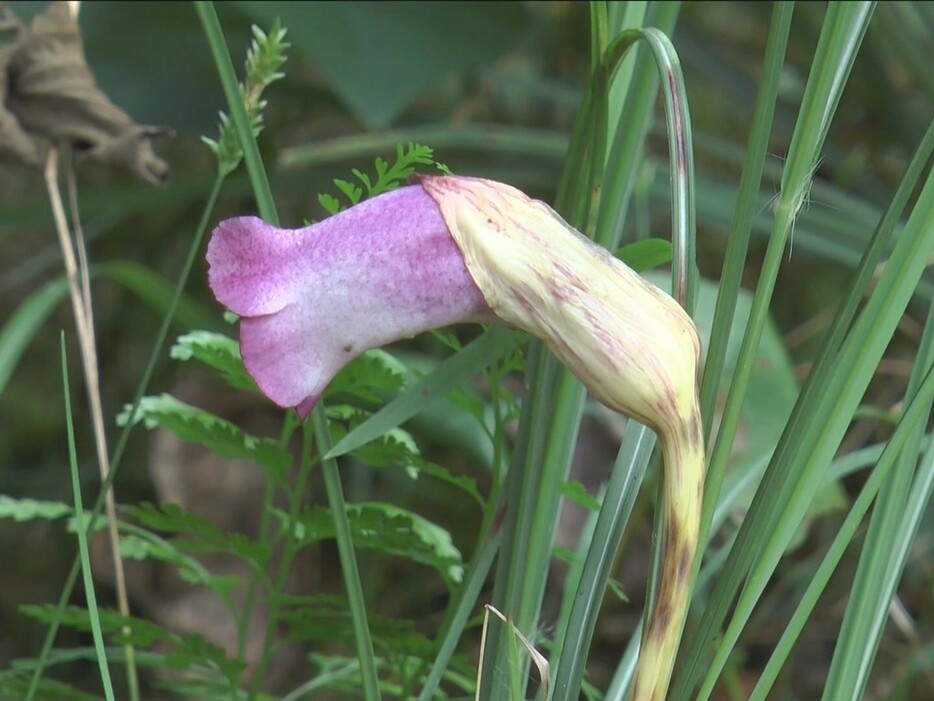 ナンバンギセルの花 三重県紀北町