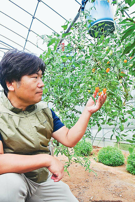 バケツの底から伸びたミニトマトの生育状況を確認する鈴木さん（横浜市で）