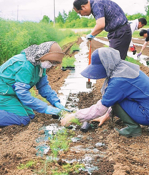 「ラスノーブル」の定植作業（北海道美瑛町で）