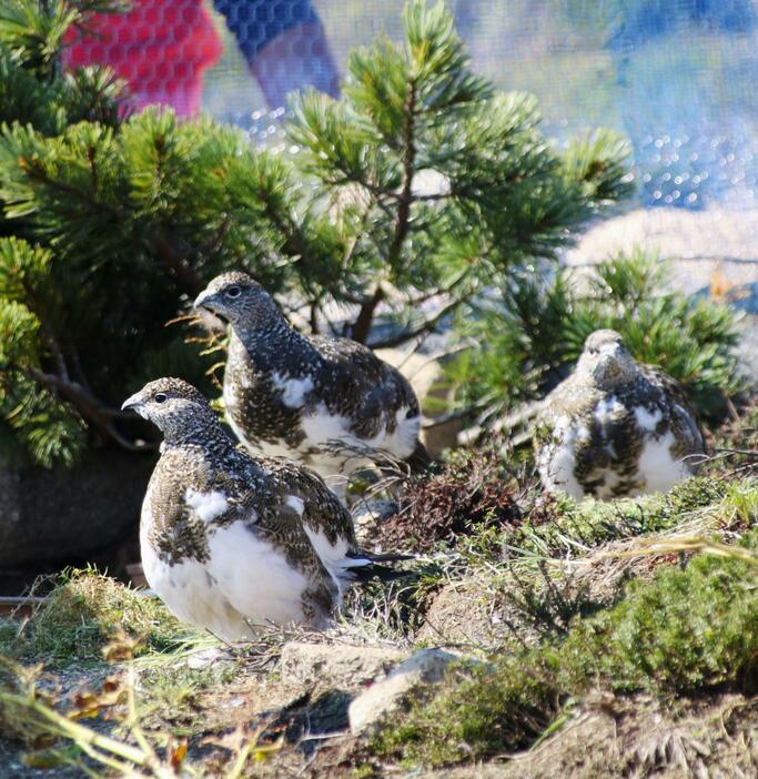 放鳥されたニホンライチョウのひな＝23日、長野県の中央アルプスの駒ケ岳山頂付近（環境省提供）