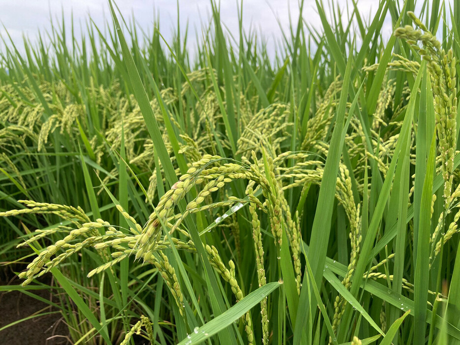 新潟県や福島県などで導入され始めている高温耐性品種「にじのきらめき」の稲穂（撮影／柏木智帆）