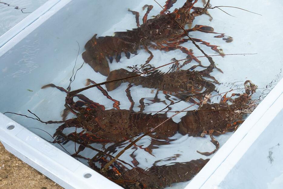 伊良湖港で水揚げされた伊勢海老