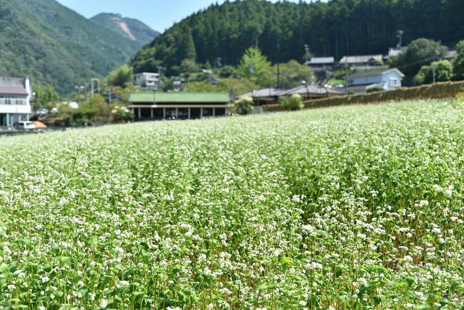 ソバの畑一面に、満開となった小さな白い花が咲いている（和歌山県田辺市龍神村甲斐ノ川で）