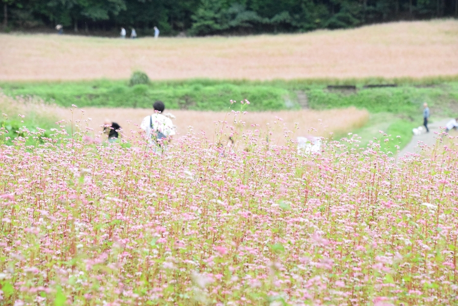 ピンク色の花を付けた赤ソバ