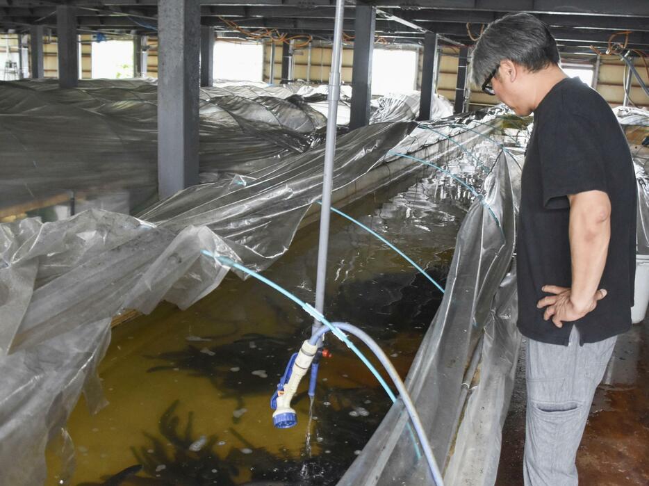 養殖場の水槽で育つ「能登うなぎ」を見守る荒井道雄さん＝7月、石川県志賀町