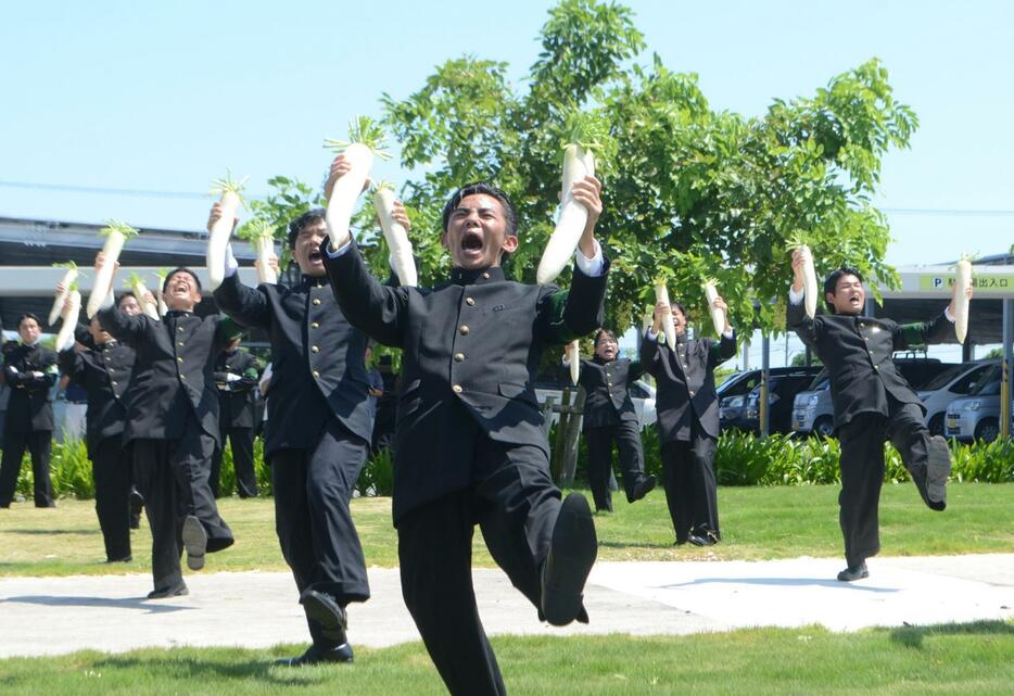 全力で大根踊りを披露する東京農業大学全学応援団リーダー部のメンバー＝2日、宮古島市役所