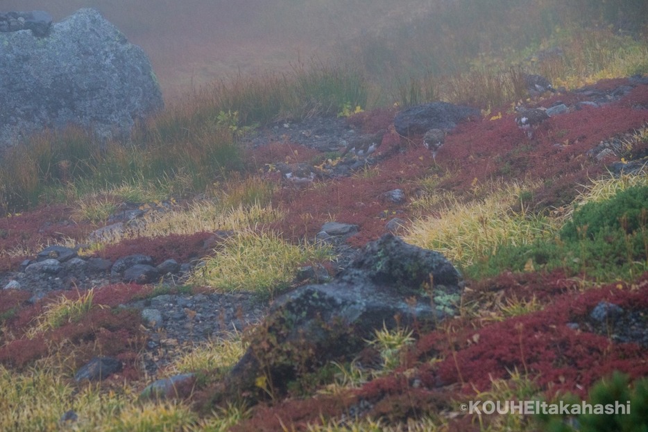 写真：PEAKS