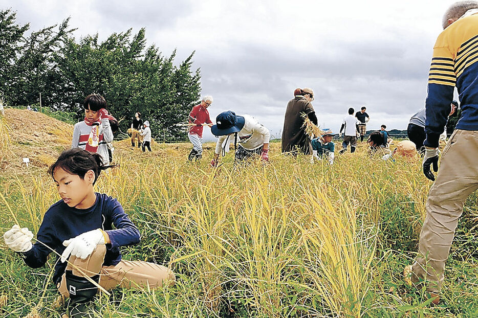 稲刈りを体験する家族＝氷見市長坂