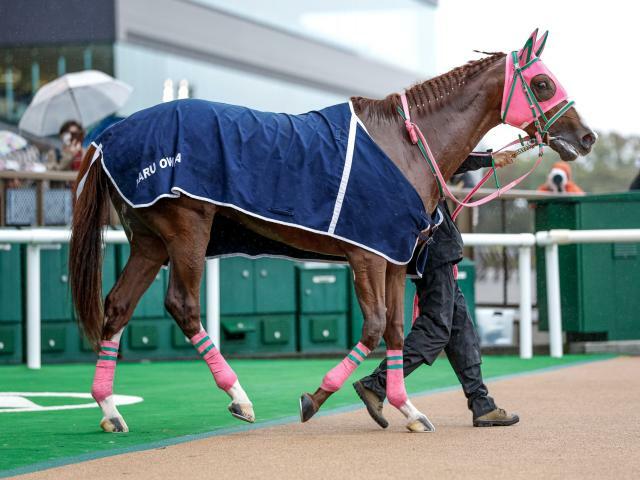 オメガギネスらが登録(撮影：下野雄規)