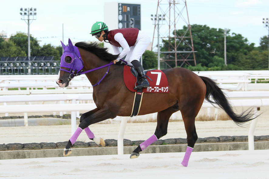 姫山菊花賞・パワーブローキングと川島正太騎手 (C)兵庫県競馬組合