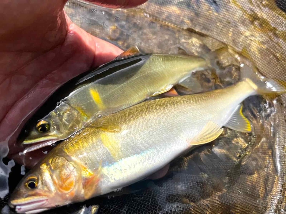 ヌルが強く香り高い鮎。掛かる鮎は良型ばかり！