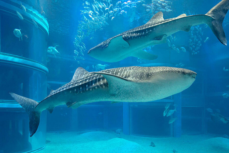 海遊館のジンベエザメ