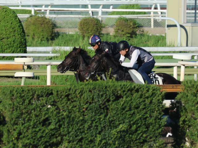 今週デビュー予定のミラージュナイト(写真左奥、撮影：井内利彰)