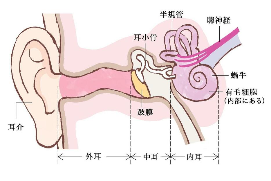 外耳、中耳、内耳の解剖図