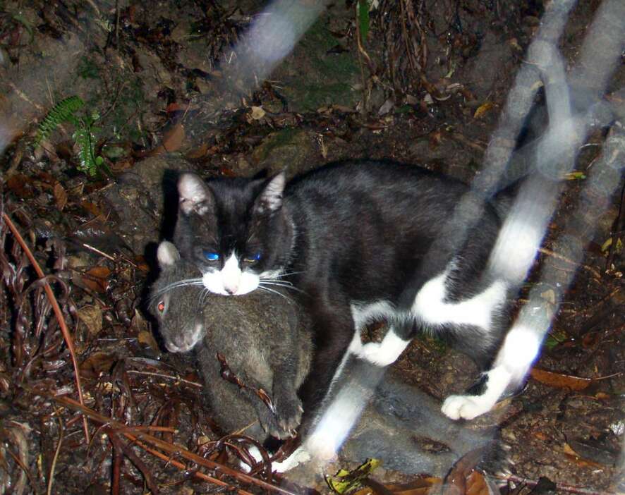 アマミノクロウサギをくわえて運ぶノネコ＝２００８年６月、宇検村（環境省提供）