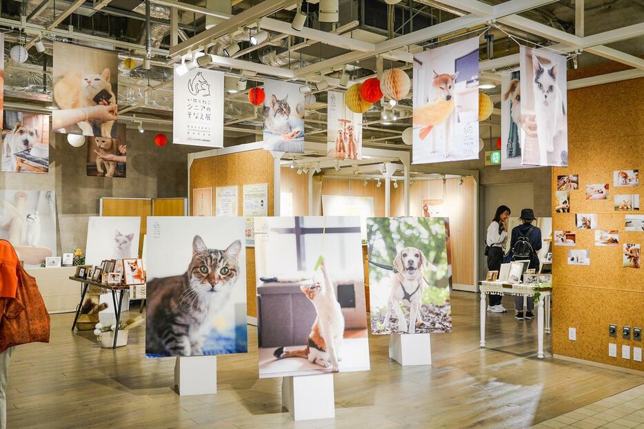 新宿マルイ 本館8階イベントスペースで開催中の「いぬとねこ シニアのそなえ展」