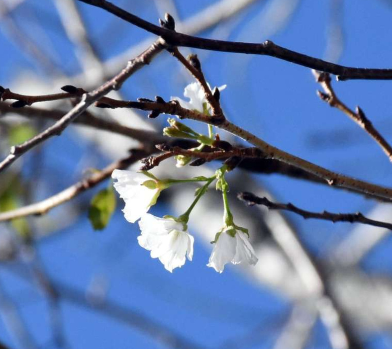 季節外れの花を咲かせている波野中学校の桜＝１７日、肝付町波見