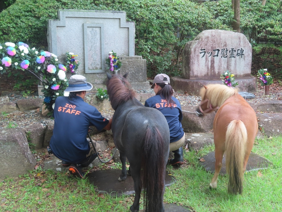 飼育員と一緒に参列するチー㊧とミー＝のんほいパークで