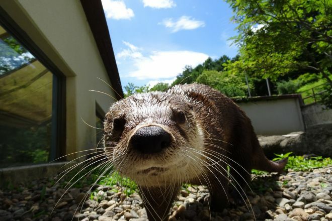 かわいらしいカナダカワウソですが、実は…＝盛岡市動物公園 ZOOMOのサイトより