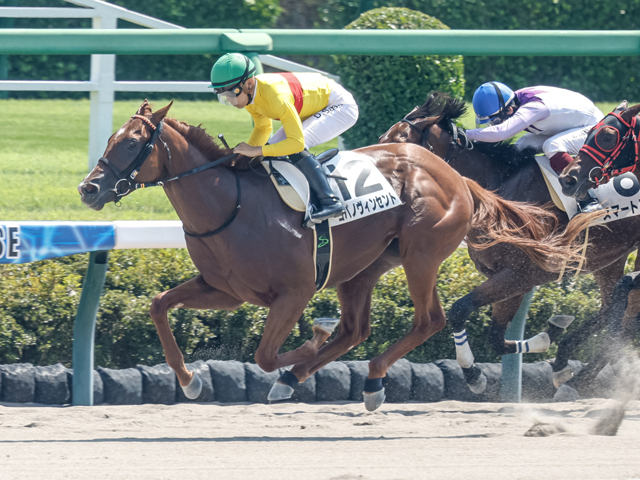 中山4R新馬戦を制したコパノヴィンセント(撮影：下野雄規)