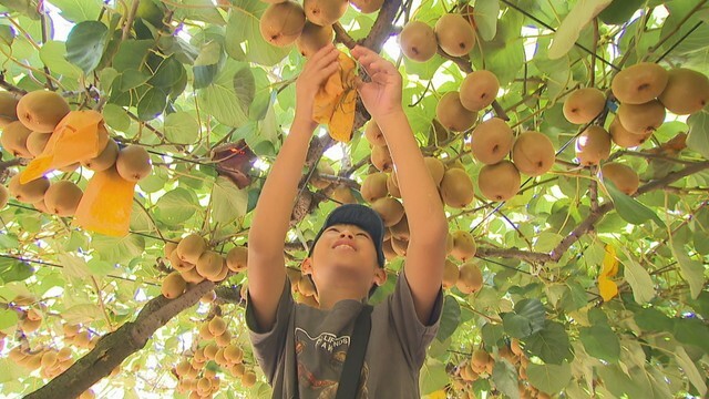 キウイフルーツの収穫体験　善通寺五岳の里「市民集いの丘公園」　善通寺市吉原町