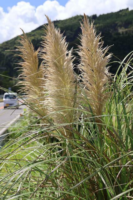 日南市北郷町の県道沿いで秋風に穂を揺らすパンパスグラス