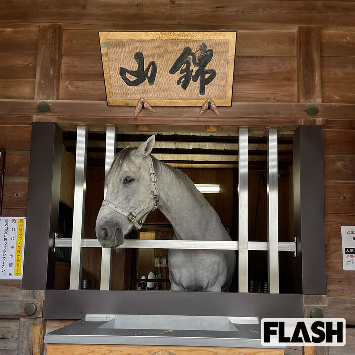 多度大社の神馬舎の中にいる白い神馬