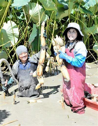 泥の中に入ってレンコンを収穫する齋藤さん夫婦=9月13日、福井県あわら市角屋