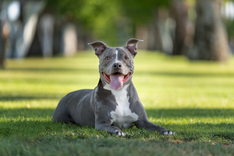 Photo：GoDog Photo/Shutterstock※写真はイメージです