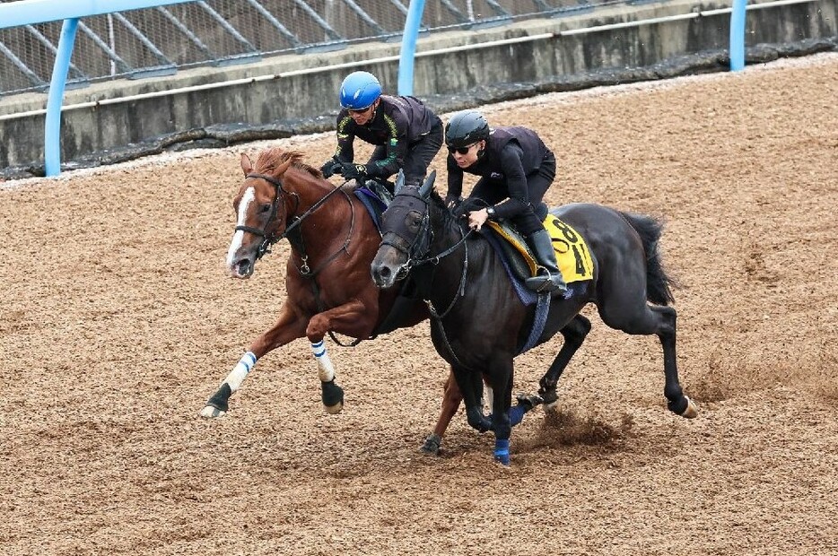 前走を完勝したトウシンマカオ　待望の初戴冠なるか（左）