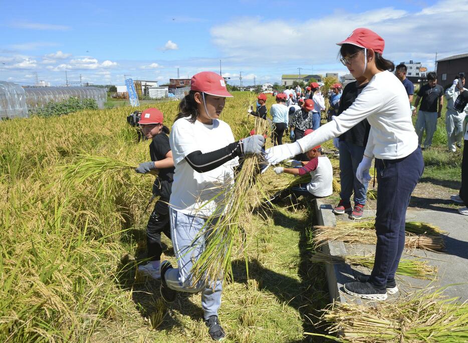 大阪府富田林市で行われた「奇跡の復興米」の稲刈り＝10日午前