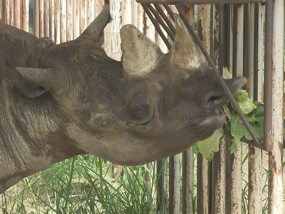 好物のハクサイを食べるクロサイ「アイ」