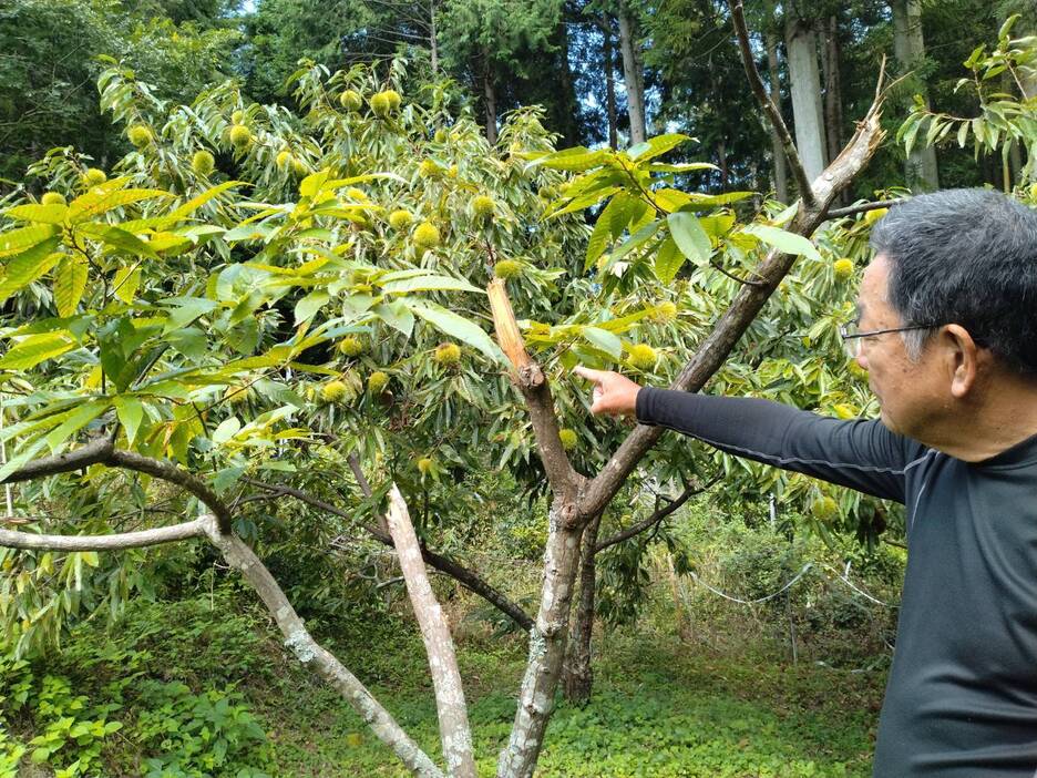 園に侵入したクマに枝を折られたクリの木