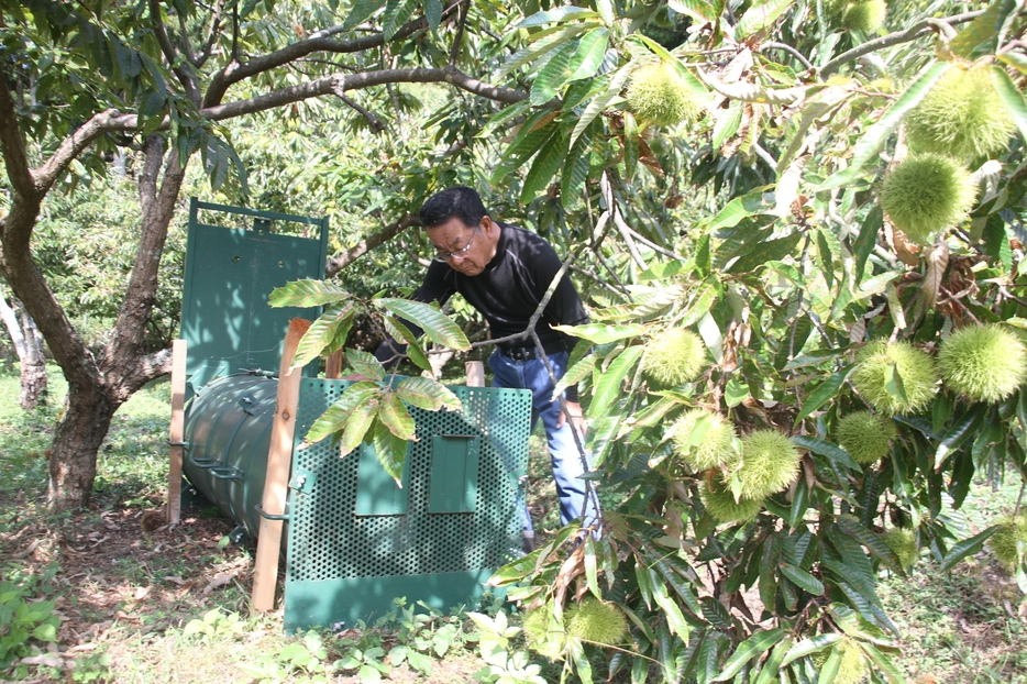 クリ園を荒らすクマを捕獲しようと設置されたわな。中生種が鈴なりに実っている＝兵庫県丹波市青垣町東芦田で