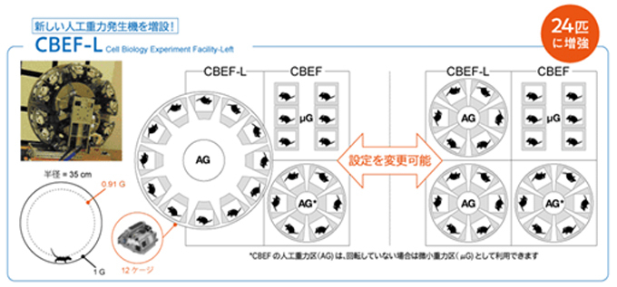 実験に使ったケージのイメージ（JAXA提供）