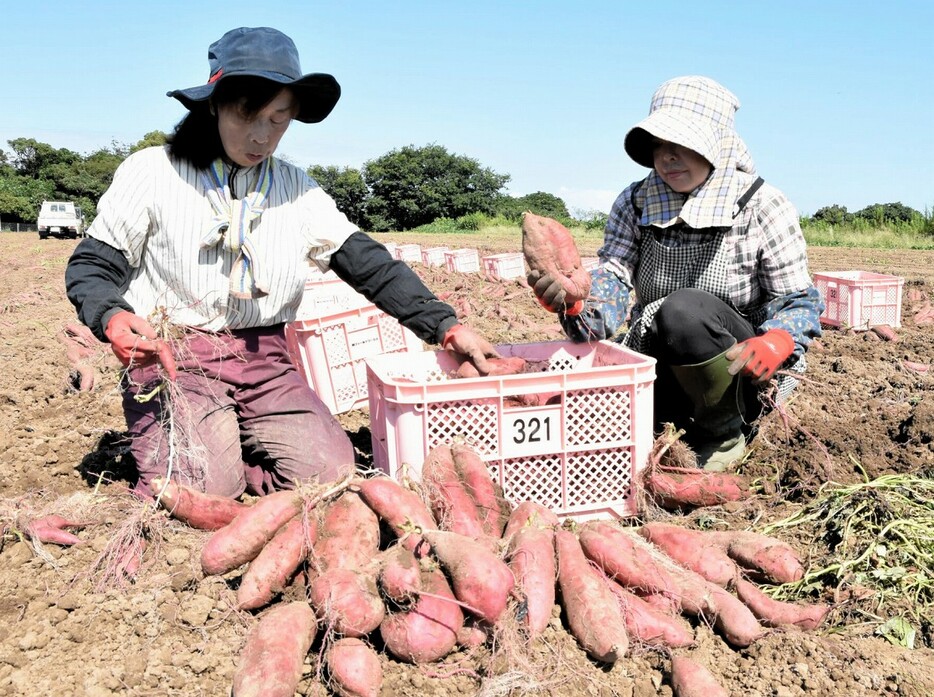 大きく育ったサツマイモ「とみつ金時」を収穫する農家＝9月25日、福井県あわら市北潟