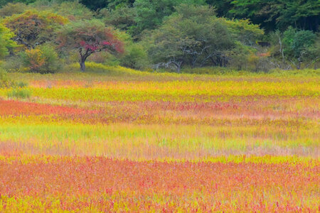 小田代原の紅葉。