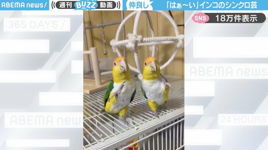 シロハラインコの「ふくくん」と「きなこちゃん」