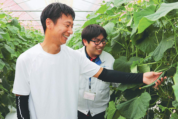 キュウリの出来を確認する坂本さん（左）と山田智範営農指導員（福島県郡山市で）