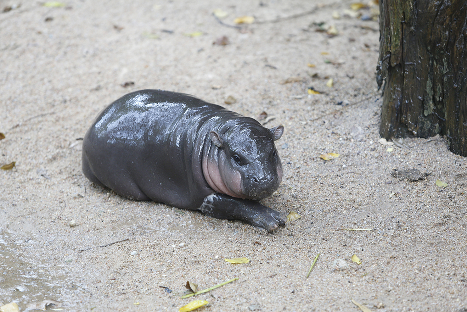 コビトカバのムーデン（Chaiwat Subprasom / Shutterstock.com）