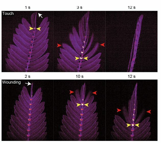 オジギソウが触れられたり傷つけられたりすると全身にカルシウムイオンを伝え、葉を次々と動かす様子を可視化。これにより虫などから身を守ることがわかった。