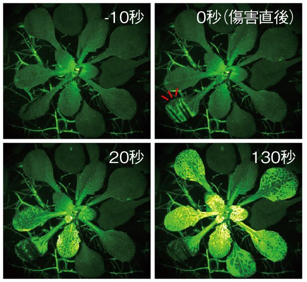 シロイヌナズナの葉が、傷つけられるとカルシウムイオンが発生し、全身に信号を伝えることで防御物質を作り出す様子を世界で初めて可視化し、話題を呼んだ。