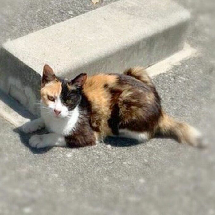 飼い主さんを見上げるミケちゃん