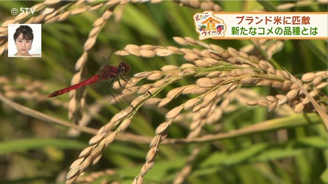 STVニュース北海道