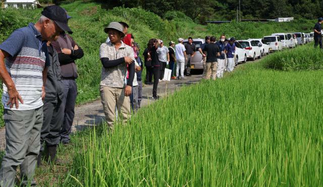 ドローンで直まき栽培した飼料用稲の生育状況を視察する農家ら＝高千穂町